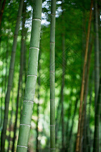 风景绿色植物竹林背景图片