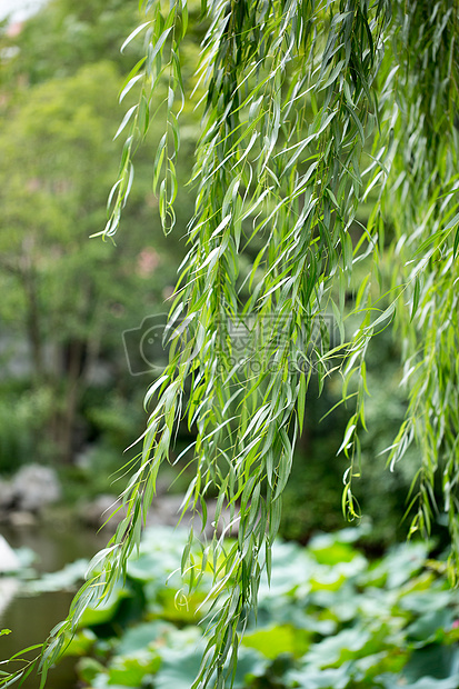 春天绿色植物柳树