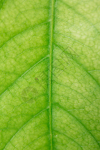 春天绿色植物树叶图片