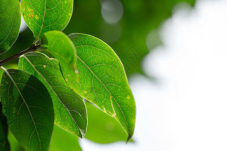 春天绿色植物树叶图片