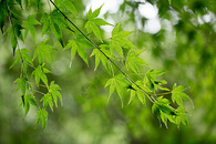 自然绿色枫叶背景素材图片