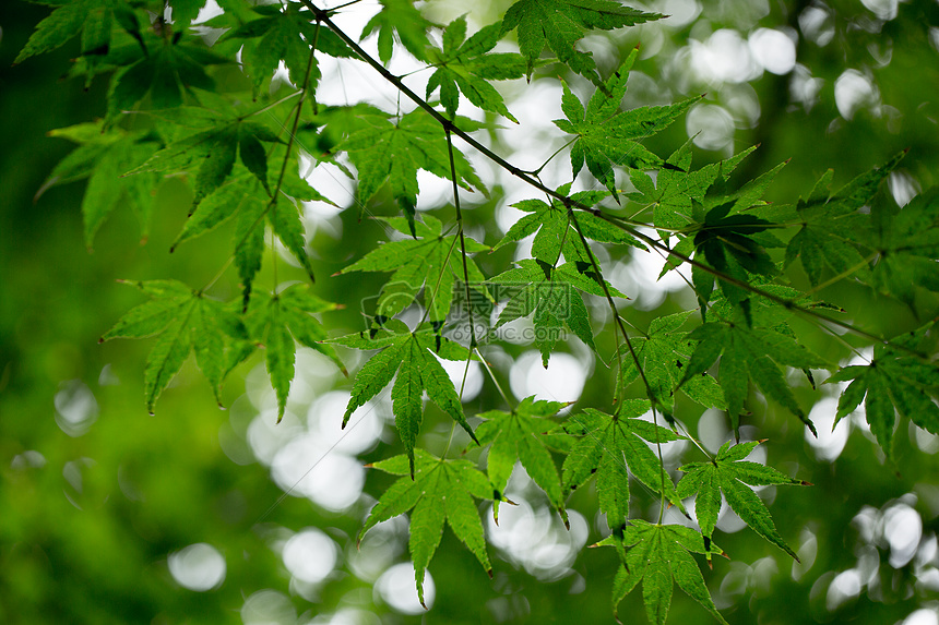 自然绿色枫叶背景素材图片