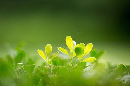 背景虚化大自然绿色树叶背景