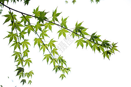 自然绿色枫叶背景素材背景图片