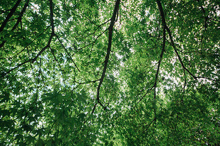 绿色树枝图片