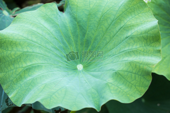 自然风景绿色植物荷叶图片