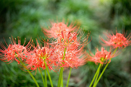 自然红色花卉图片