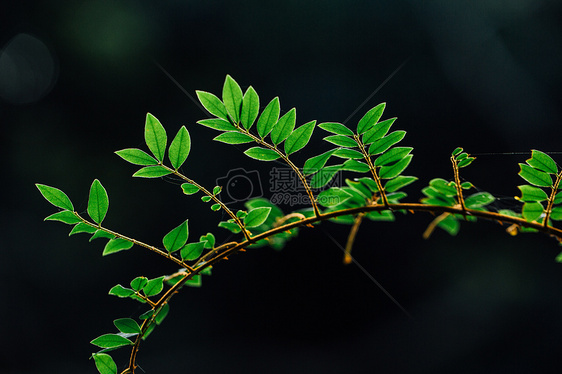 自然植物绿色树叶素材背景图片