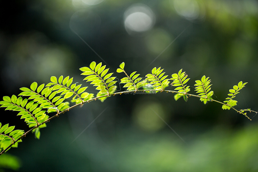 自然植物绿色树叶素材背景图片