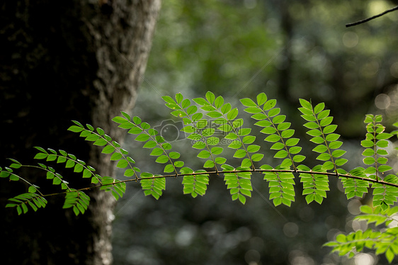 自然绿色树叶背景素材图片
