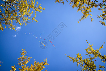 树上的风筝背景图片