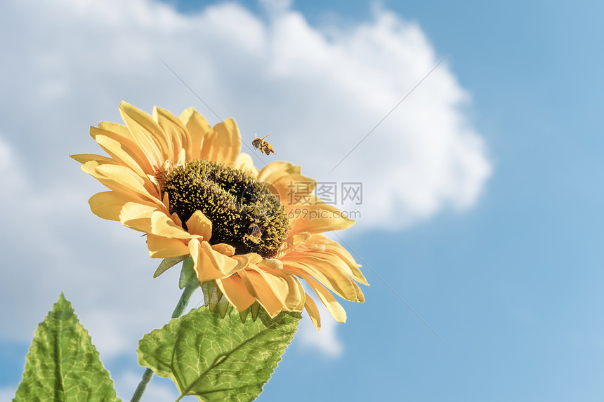 蜜蜂正在采蜜蓝天白云向日葵图片