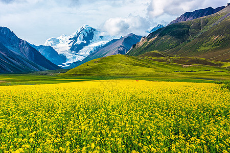 油菜花与雪山蓝天构成的五线谱背景图片