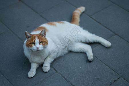 宫猫侧坐黄白花猫高清图片