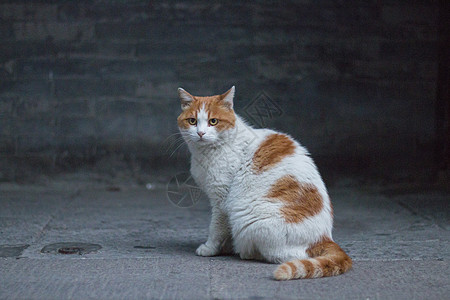 宫猫侧坐黄白花猫高清图片