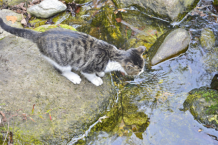 中二猫的日常图片