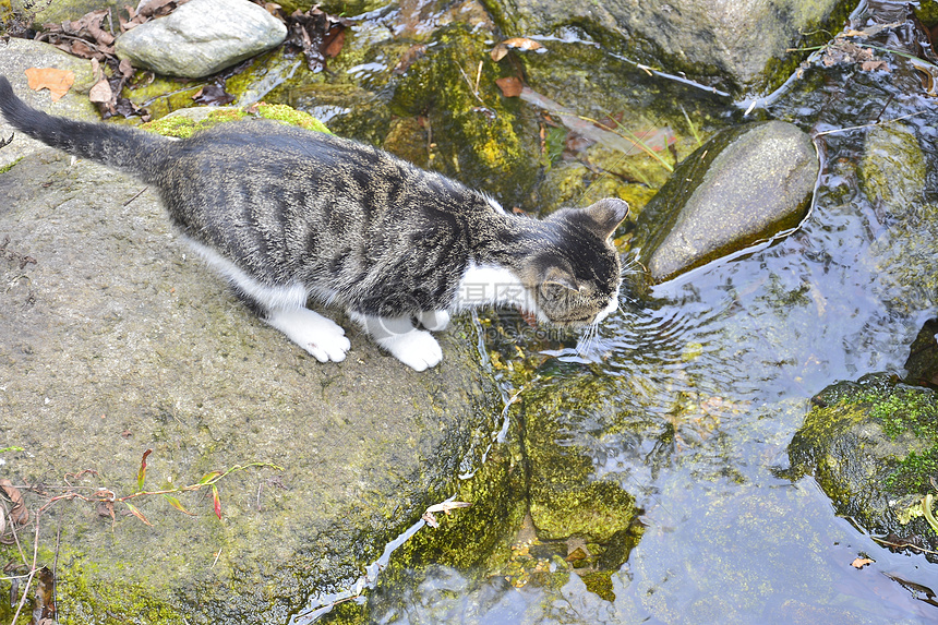 中二猫的日常图片