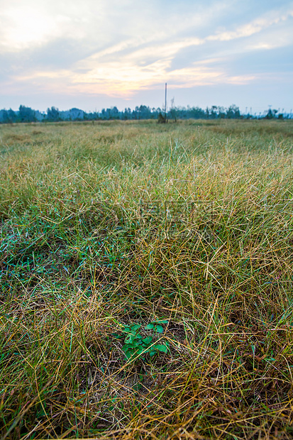 野生丹参长在荒草里自然农法种植图片