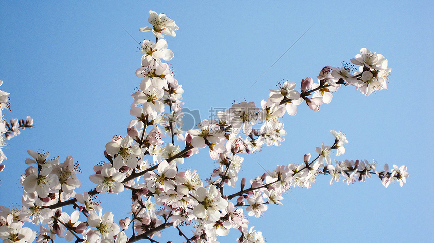 美丽樱花图片