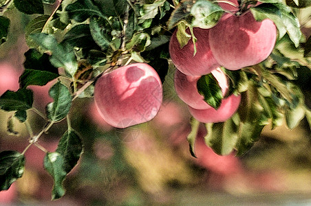 洛川苹果红富士苹果园高清图片