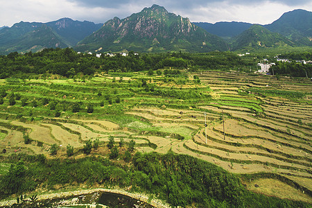 航拍稻田辽阔大地高清图片