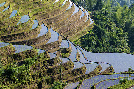 航拍稻田航拍大地高清图片