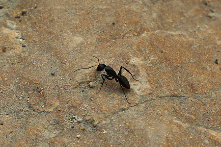 生态动物蚂蚁背景