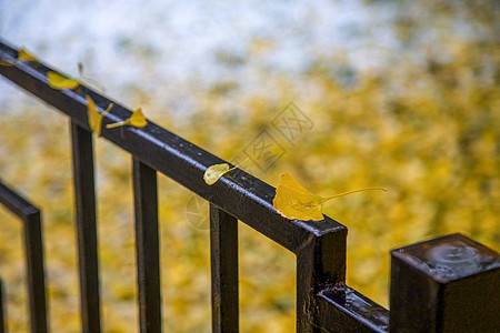 金色银杏叶秋雨背景