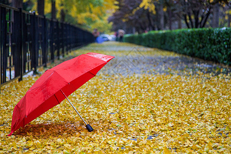 秋雨.红伞秋冬必备高清图片