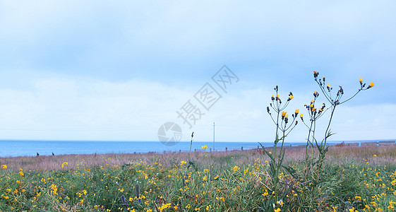 美丽的青海湖黄色小花图片