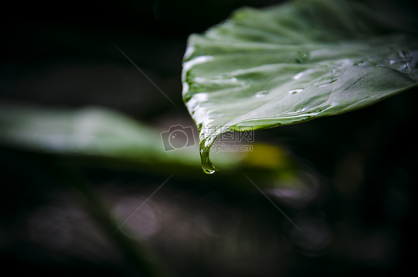 树叶滴水