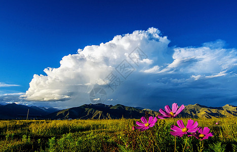 桑格花格桑花开背景