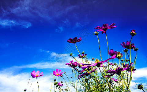 桑格花格桑花开背景