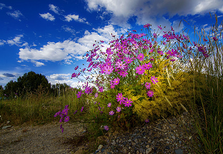 桑格花格桑花开背景