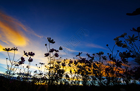 桑格花格桑花开背景