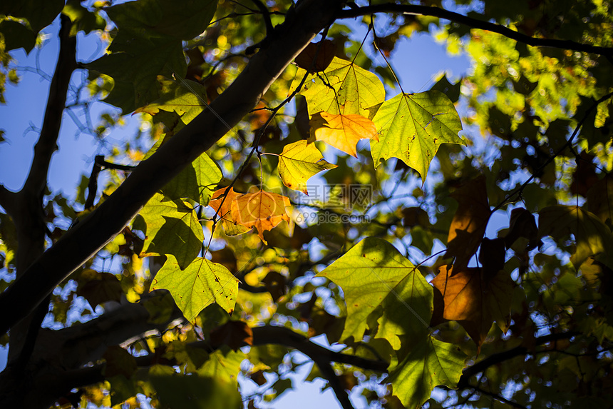 秋色的树图片