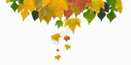 梧桐叶 秋天的叶子平铺素材图片