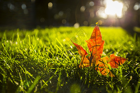 阳光草地秋天的枫叶背景