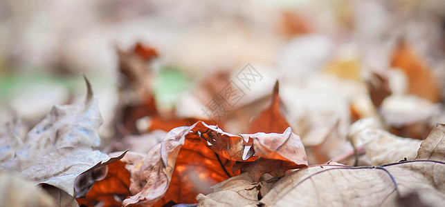 落叶干枯的地面高清图片