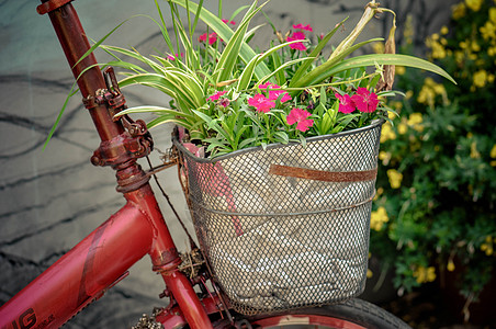 小红花自行车蓝里的花背景