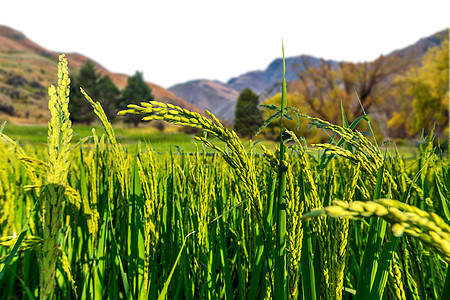 绿色稻穗高山水稻背景