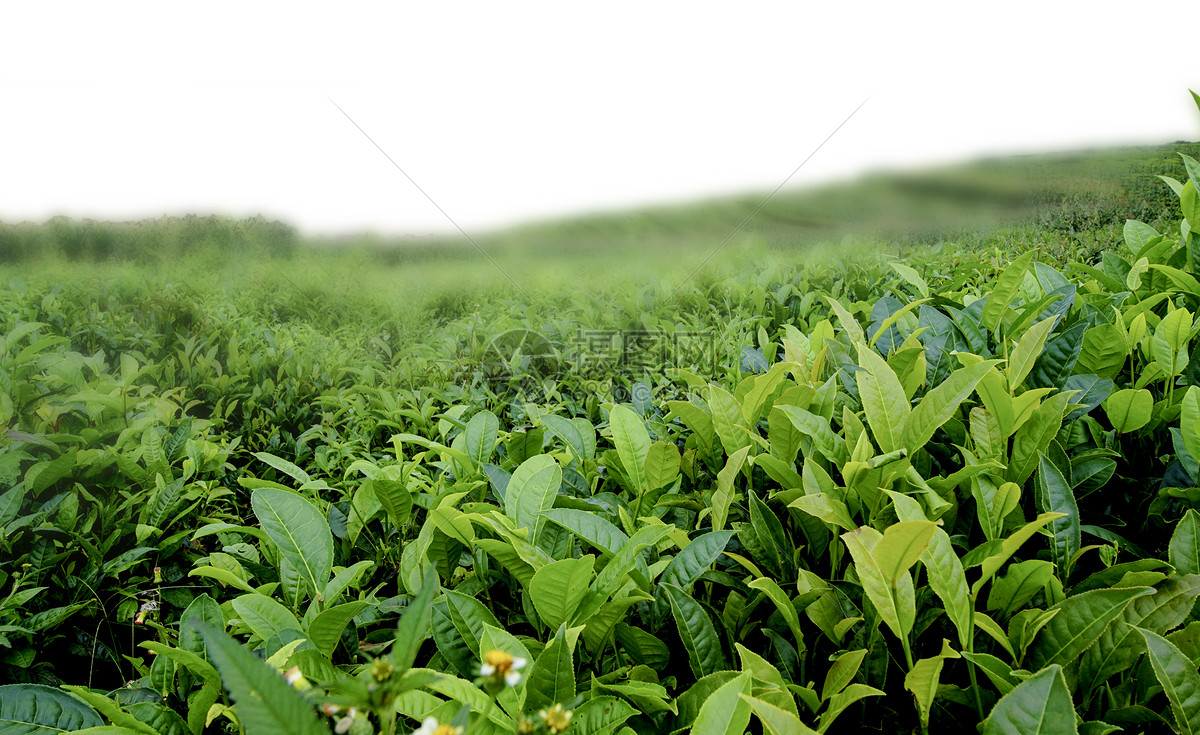 白茶白露茶的功效_功效和