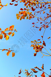 秋天背景图片
