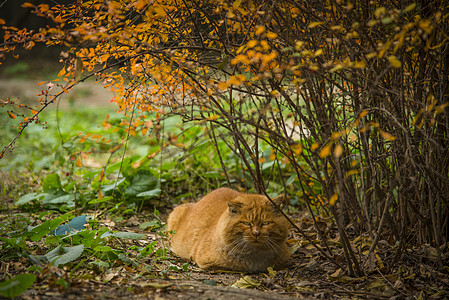 猫与秋天图片