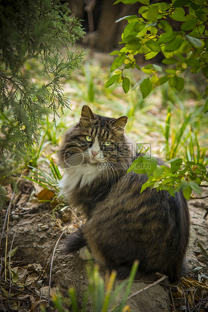 猫与秋天图片