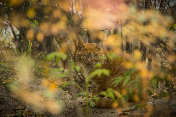 猫与秋天图片