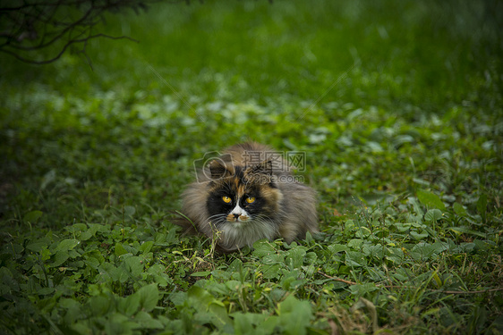 猫与秋天图片