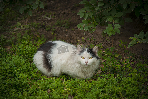 猫与秋天图片