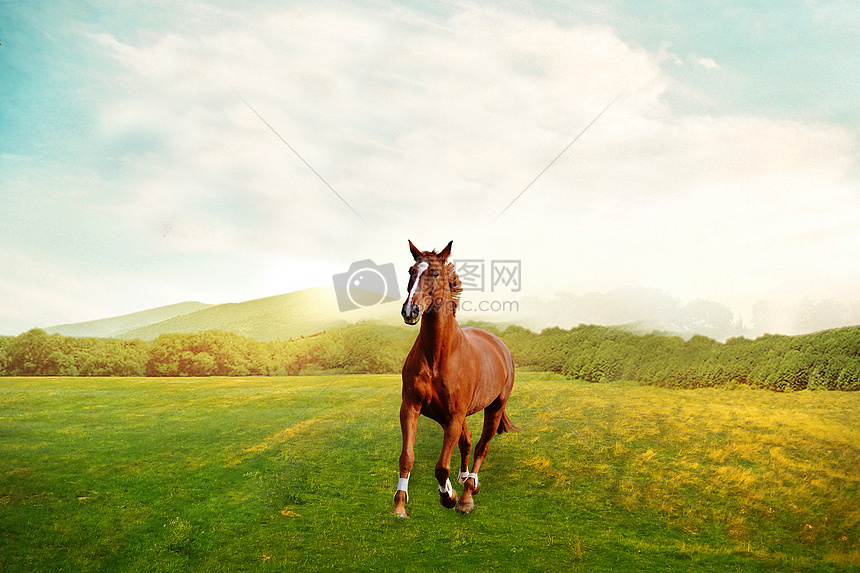 草地上奔跑的骏马图片