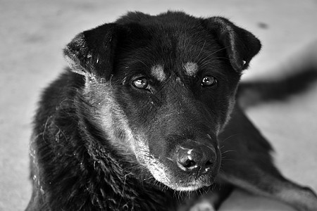 黑白色彩的狗图片